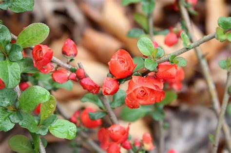 Flowering Quince Is Chaenomeles