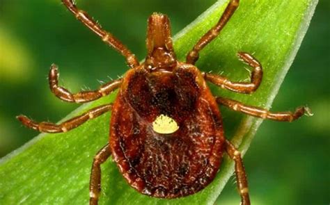 Ticks Spreading Meat Allergies Across The Southeastern United States