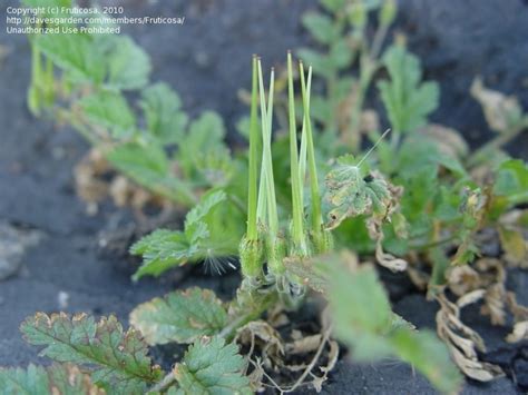 Plant Identification Closed S California Weed With Vertical Spikes