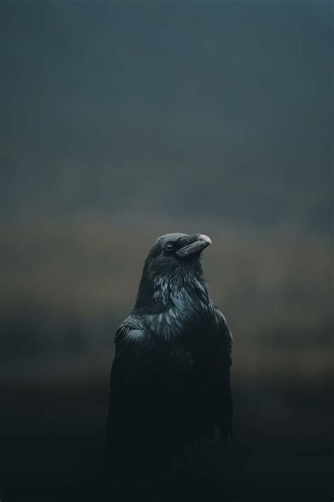 The Crow K Wallpapers Top Free The Crow K Backgrounds WallpaperAccess