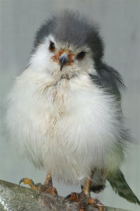 53 Best Hawks Images On Pinterest Hawks Animal Pictures