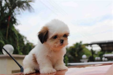 Lovelypuppy Mini Shih Tzu Puppies For Sales Rm499 Only