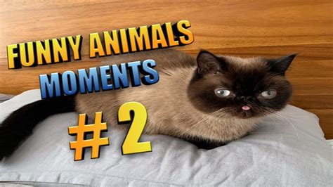 🤣funniest 🐶animals😻 Moments Video 2 Cats And Dogs 👍 Youtube