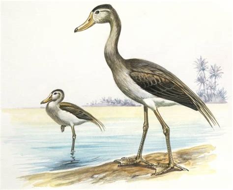 Prehistoric Birds Cenozoic Era Paleogene Eocene Presbyornis