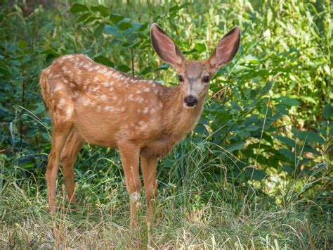 Free Photo Deer In The Jungle Animal Deer Forest Free Download