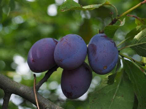 4 Oval Purple Fruit On Green Leaves Tree During Day Time Free Image