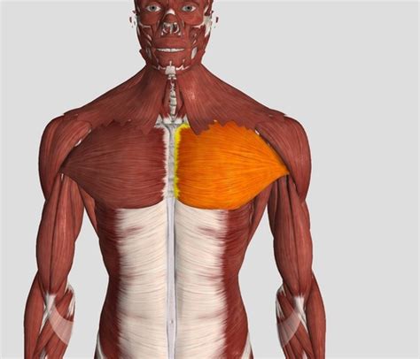 The List Upper Anterior Thorax Flashcards Quizlet