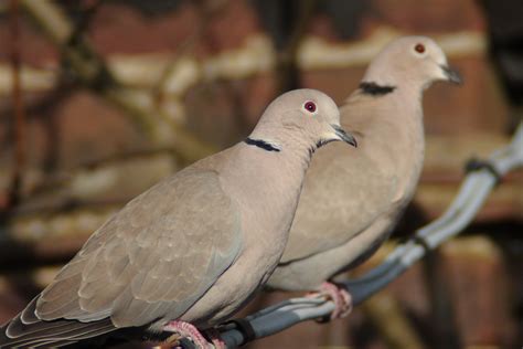 Useful Tips On Dove Shooting - Texas Dove Hunting