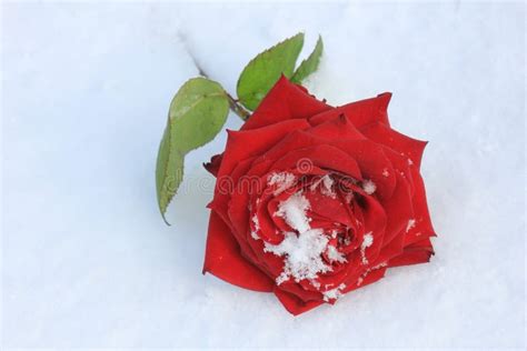 Red Rose In The Snow Stock Image Image Of Flora Blooming 95474397