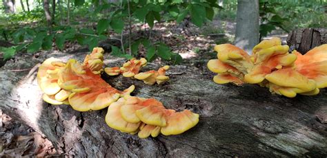 First Time Ever Finding Chicken Of The Woods Rmycology