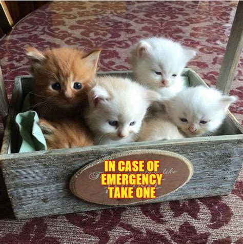 Emergency Kit Tens Kittens Cutest Cute Cats Kittens