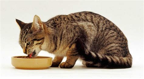 12 Rules For Feeding Cats Pets Feed