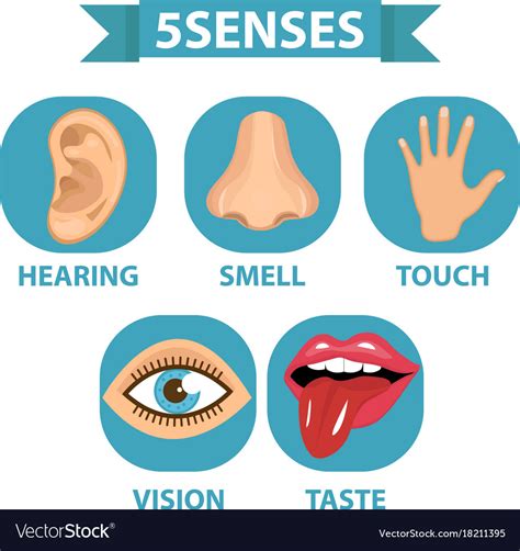 5 Senses Icon Set Touch Smell Hearing Vision Vector Image
