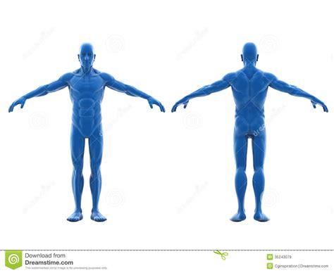 Human Body Stock Illustration Illustration Of Digitally