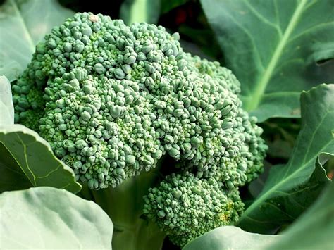 How And When To Harvest Broccoli Uk