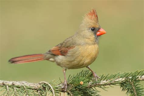 Female Cardinal On Pine Branch Stock Image Image Of Tree Cardinal