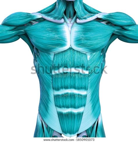Muscles Part Human Muscular System Anatomy Stock Illustration