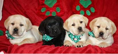 Labrador Puppies Puppy Retriever Lab Merry Dogs