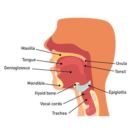 Anatomía de la garganta Vector Premium