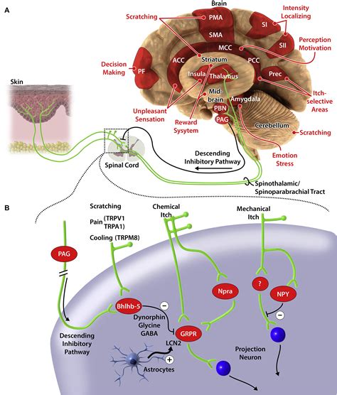 Itch From Mechanism To Novel Therapeutic Approaches Journal Of