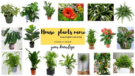 House Plants Name Indoor Plants Name Common House Plants Name