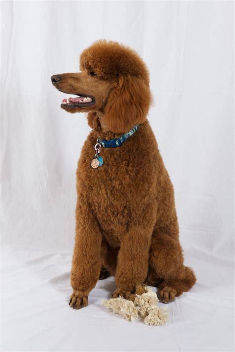 12 3 Months Old Cheap Standard Poodle Dog Puppy For Sale Or Adoption