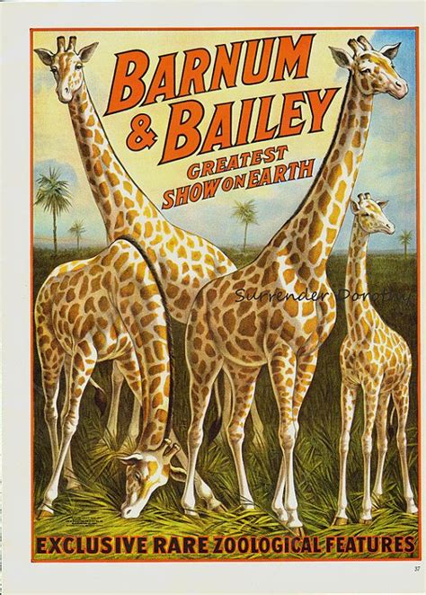 Wild African Giraffes Barnum And Bailey Circus Poster 1910s Full Color