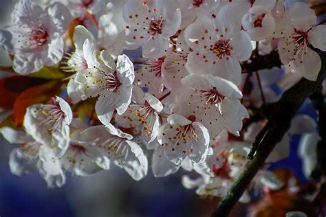 Fotos Gratis árbol Naturaleza Rama Blanco Pétalo Primavera