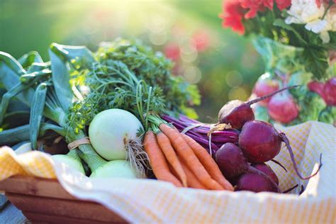Essay on Organic Food in English - FastRead Info