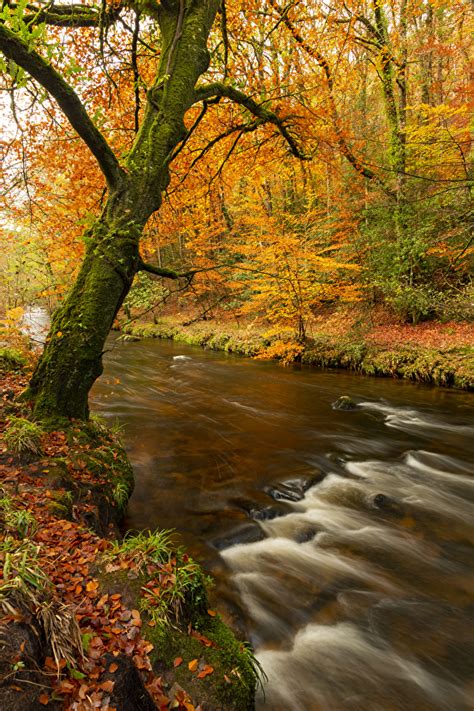 Pictures Foliage Autumn Nature Rivers Trees