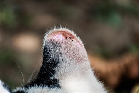 Solar Dermatitis In Cats Causes Symptoms And Treatment Of Actinic