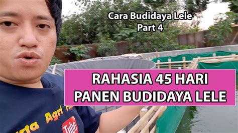 Rahasia Hari Panen Budidaya Lele Youtube