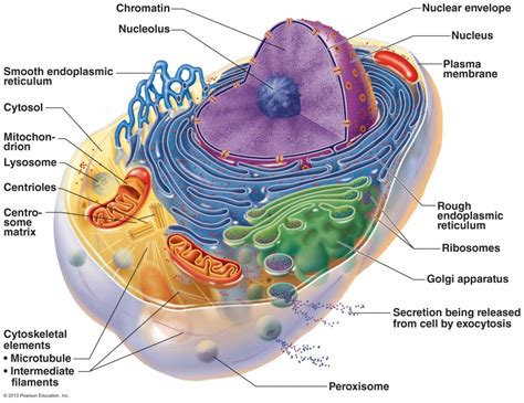 There are hundreds of cell types in a developed organism, which are specific to their location and function. All biology classes: WHAT IS A CELL?