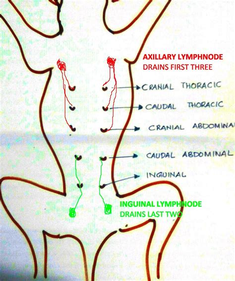 Lymph Nodes In Dogs Location Diagram