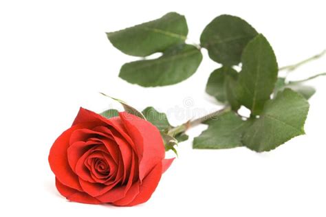 Red Rose Stock Photo Image Of Isolated Flower Events 3194402