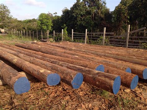 Greenheart Pilings South America Lumber