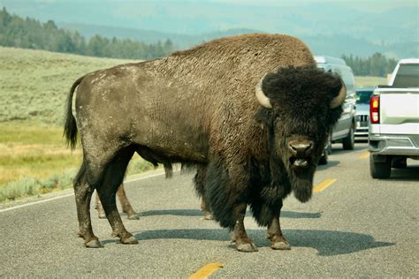 huge sex crazed yellowstone bison rams car in national park