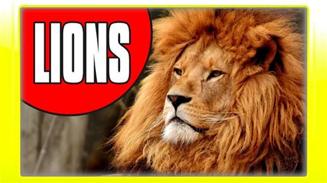 Lion Facts For Children Fun Educational Video About Lions For