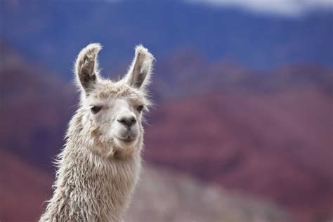 Whats The Difference Between Alpacas And Llamas Peta