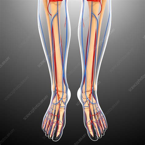 Human anatomy simplified with stunning illustrations. Lower body anatomy, artwork - Stock Image - F006/0238 - Science Photo Library