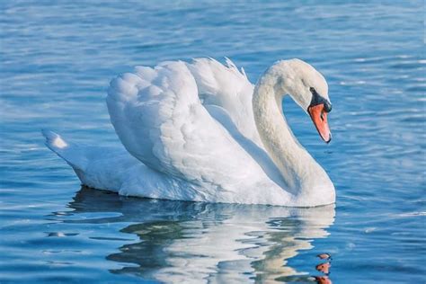 Swan Bird Facts Cygnus Atratus A Z Animals