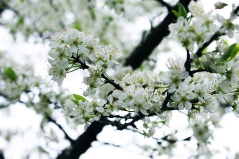 Wallpaper Depth Of Field Nature Branch Green Blossoms White