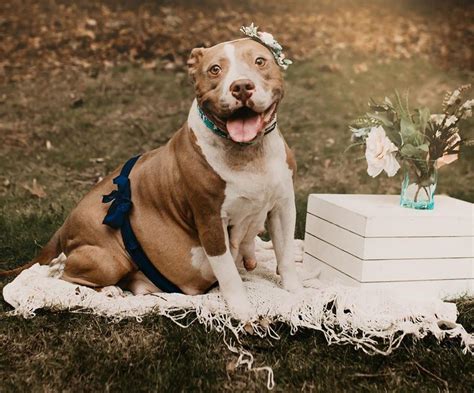 Pregnant Rescue Pitbull Gets A Maternity Photoshoot Our Funny Little Site