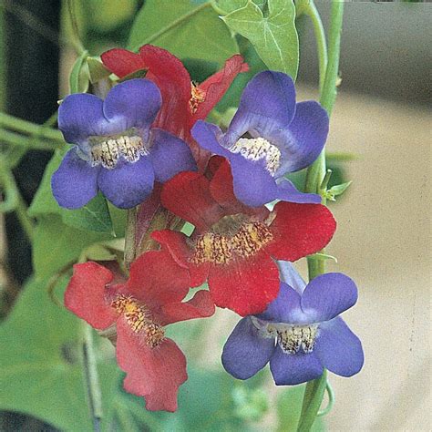 For more trees and shrubs for exposed gardens, refer to the table of hedging plants above. Asarina antirrhiniflora (Mixed) - Hardy Annual Seeds ...
