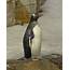 Pictures And Information On Gentoo Penguin
