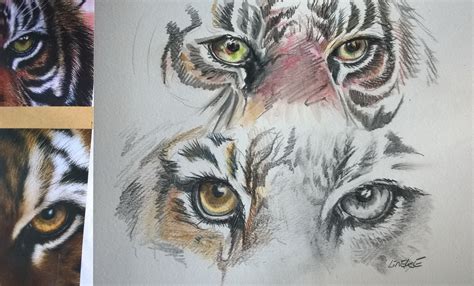 Tiger Eye Study By Lineke Lijn On Deviantart