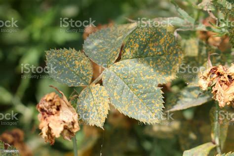 Rose Rust Symptoms Of Fungal Disease Of Roses In Form Of Yellow Spots