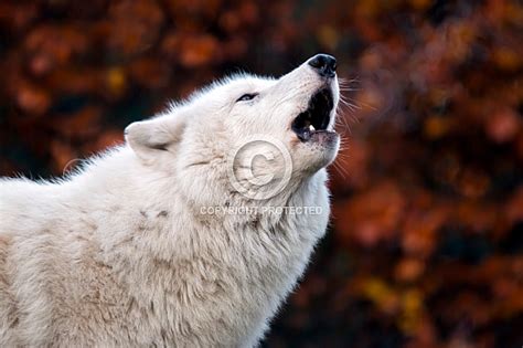 Howling White Wolf Canis Lupus Hudsonicus Wildlife Reference Photos
