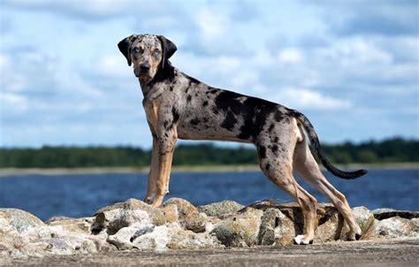 Catahoula Leopard Dog Breed Temperament Price And Size All Things Dogs