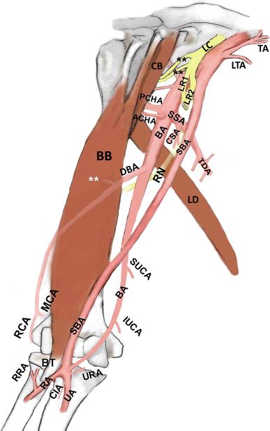 Schema Of The Bifurcation Of The Right Axillary Artery Aa Into